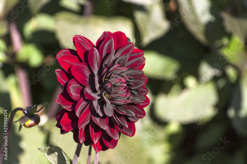 Fototapeta Naklejka Na Ścianę i Meble -  Bright burgundy dahlia.