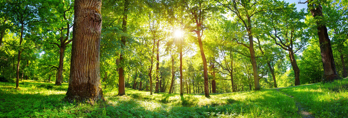 old oak tree foliage in morning light with sunlight