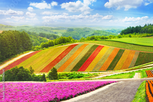 Fototapeta piękne kwiaty ogrodowe kolorowe wzgórze w Biei w Japonii