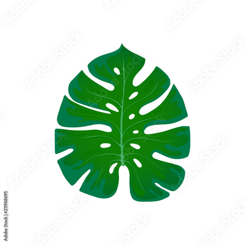 Foliage monstera. Trend element of the palm leaf design on a white. Tropical exotic and plants