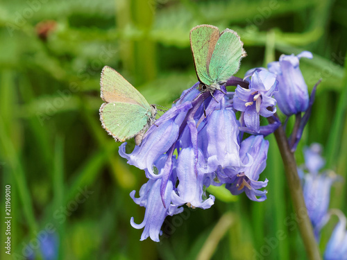 Two Green Hairstreak Butterfly on a Bluebell