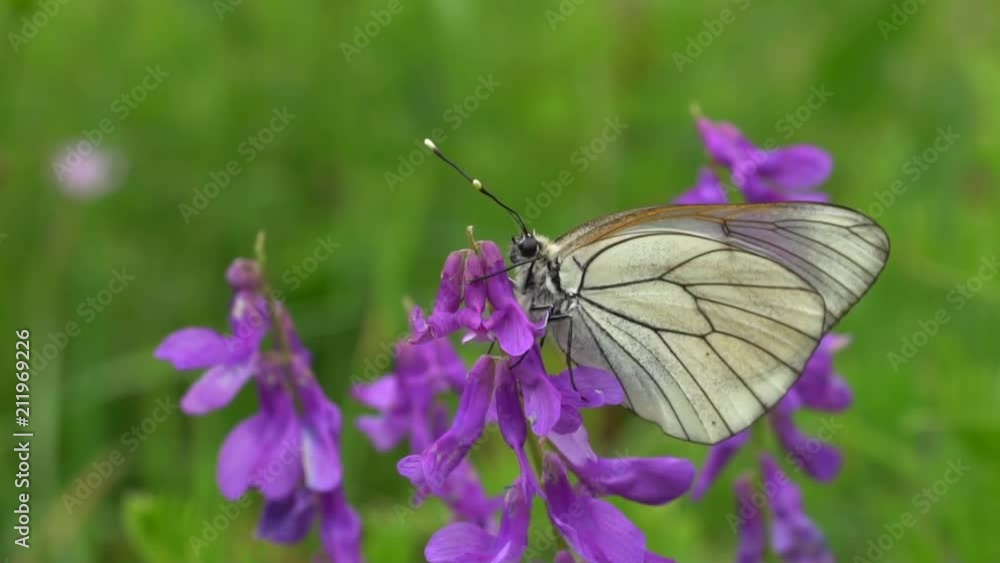 Butterfly called Aporia, the black-veined whites or blackveins Butterfly called Aporia, the black-veined whites or blackveins
