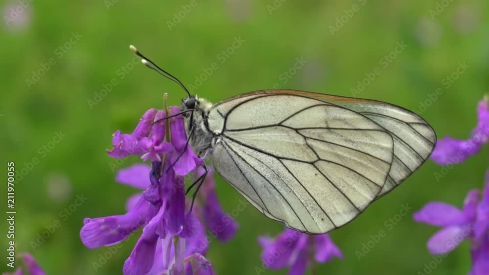 Butterfly called Aporia, the black-veined whites or blackveins Butterfly called Aporia, the black-veined whites or blackveins