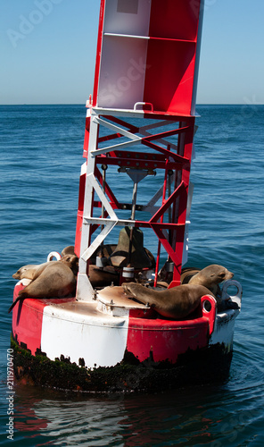 seals sunning on a harbor buoy at the entrance to Newport Beach  Harbor in California