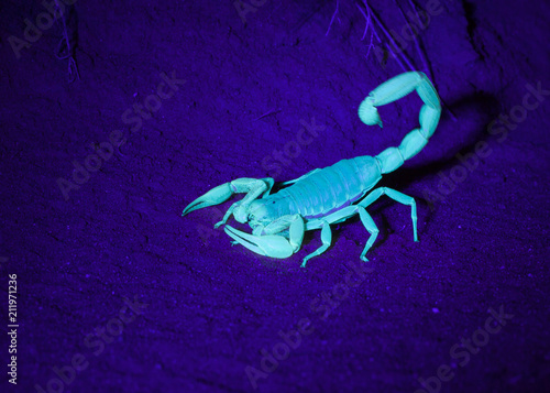 Close up photograph of a sand scorpion under a black light in the desert sand dunes of Southern Utah with it's tail moving slightly.