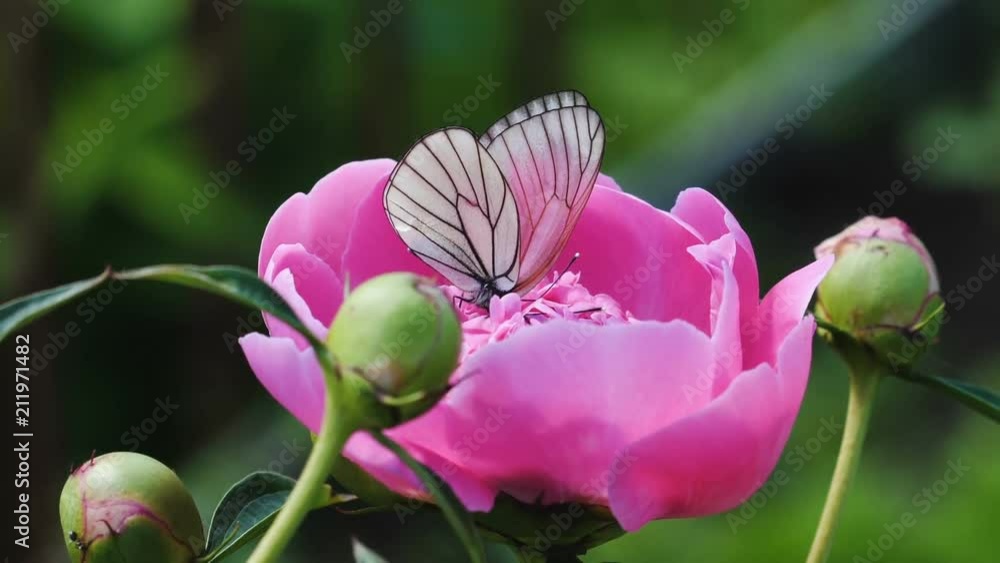 Black-veined White butterfly -Aporia crataegi- on pink peony Black-veined White butterfly -Aporia crataegi- on pink peony