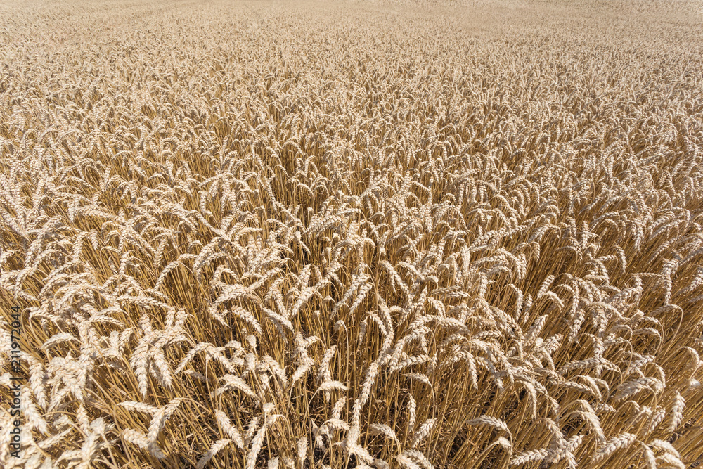 Up close golden wheat field ready for harvest in summer Up close golden wheat field ready for harvest in summer