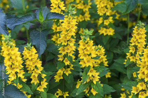 yellow and beautiful bells, close-up © vilma3000