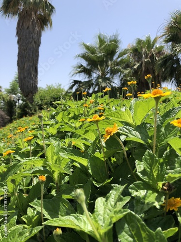Flowers