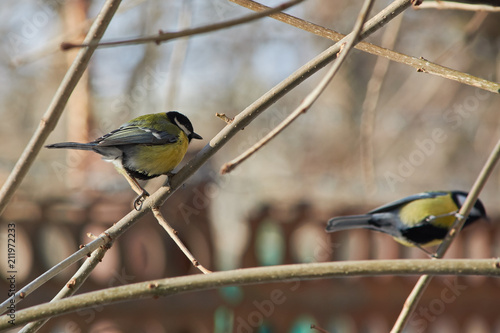 Two Tits sitting on tree branches