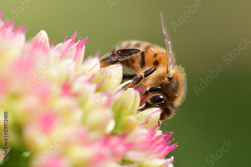 Bee on a sedum flower photo