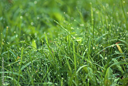 Green grass morning dew
