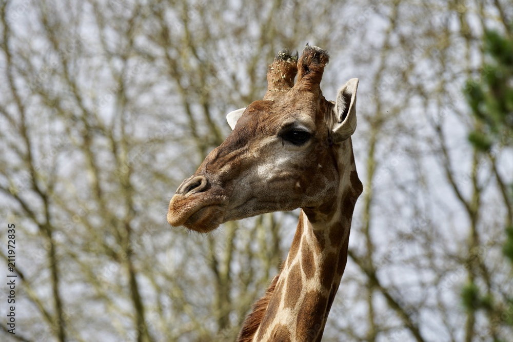 Naklejka premium Giraffe 