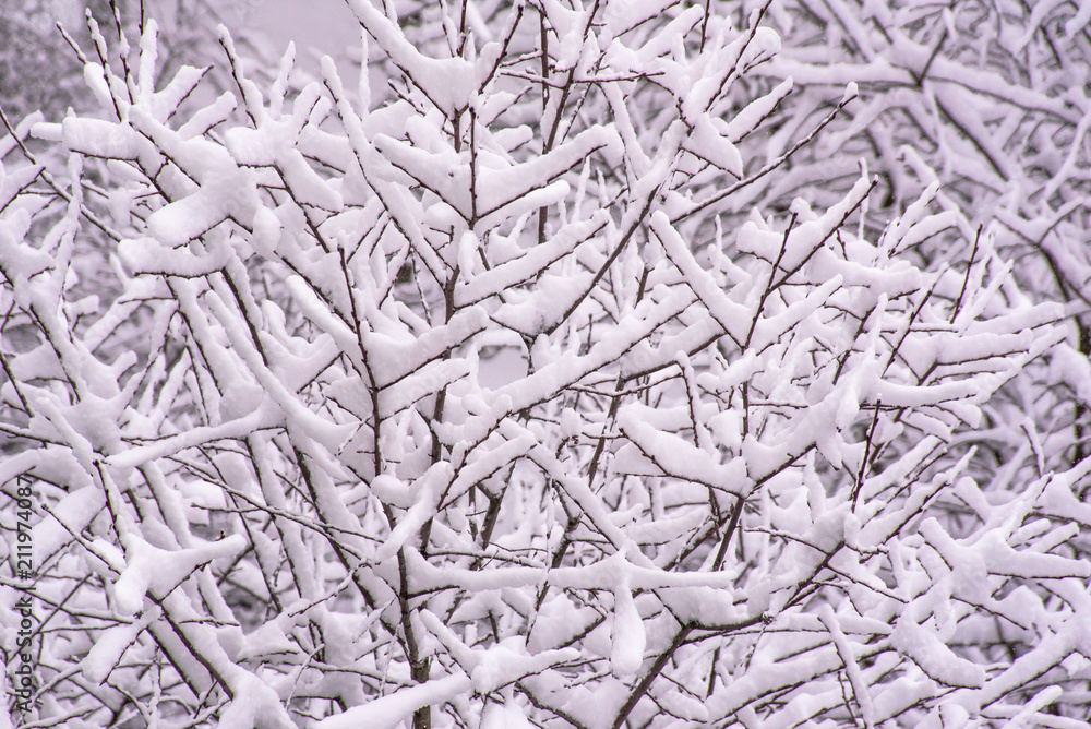 snow on tree branches