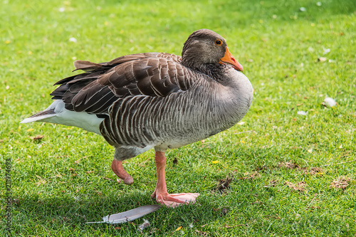 Obraz na płótnie goose without legs poses on the grass