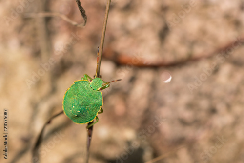 kuru otlar üstünde yeşil böcek photo