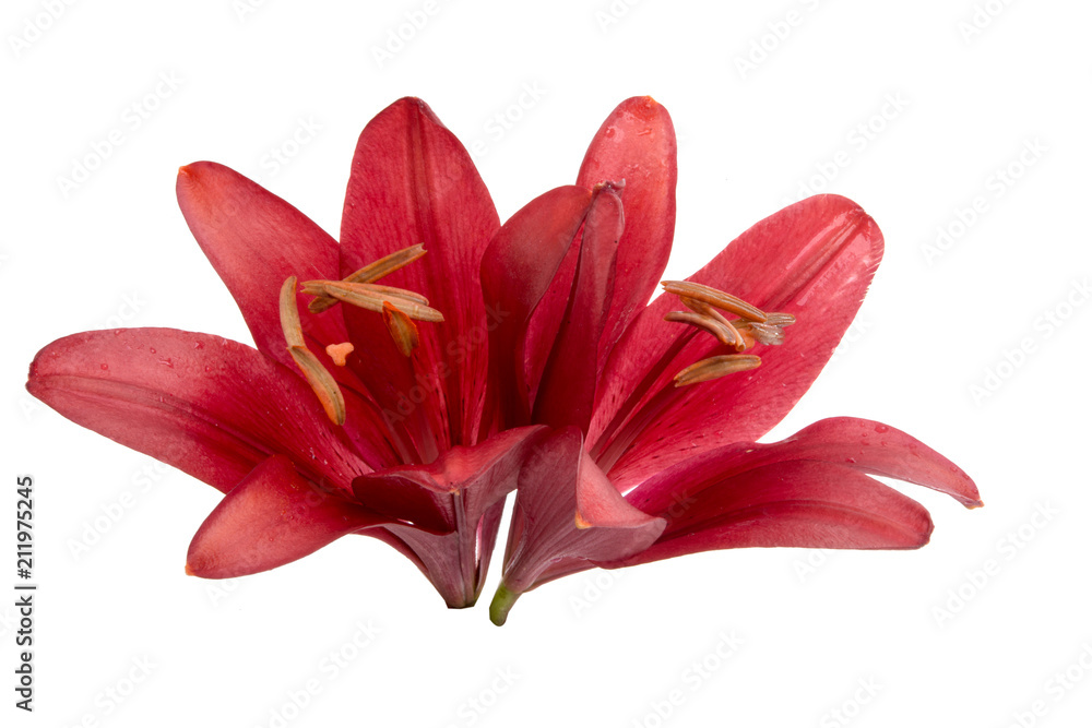 bright red lily flower isolated on the white