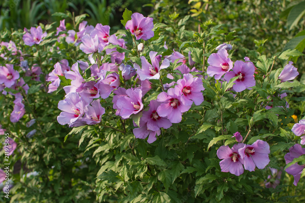 Closeup of pink bright hibiscus flowers in the garden Closeup of pink bright hibiscus flowers in the garden