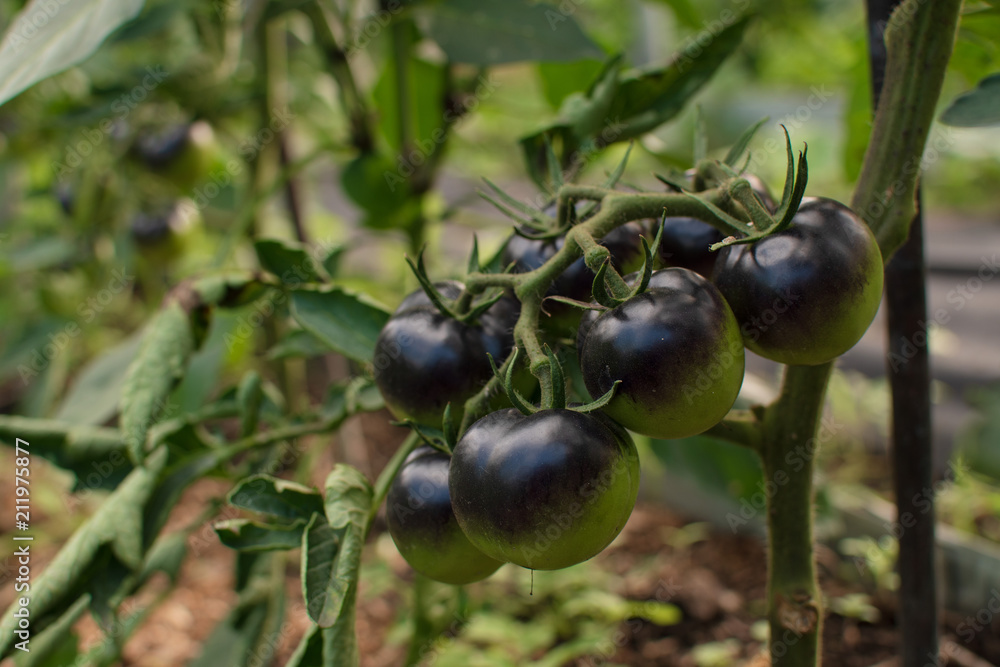 Closeup of black tomatoes ripen on a branch in the garden