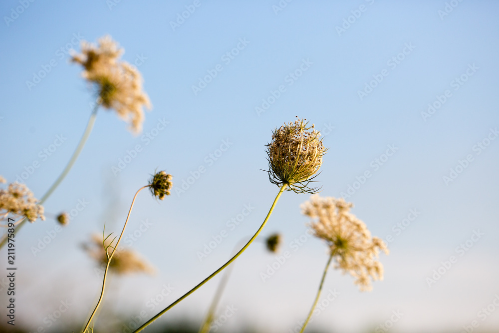 Queen Anne's Lace flowers in field at sunset