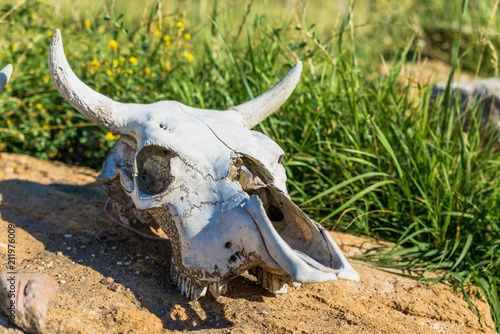 cow skull lying on the ground