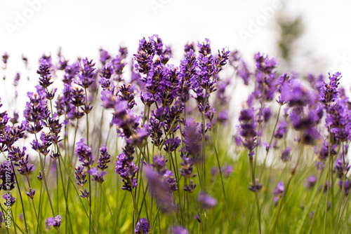 Lavender in Bloom