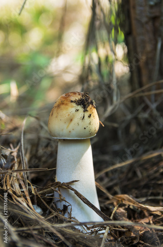 Closeup of the young beautiful mushroom in a picturesque coniferous forest; Conditionally edible mushroom
