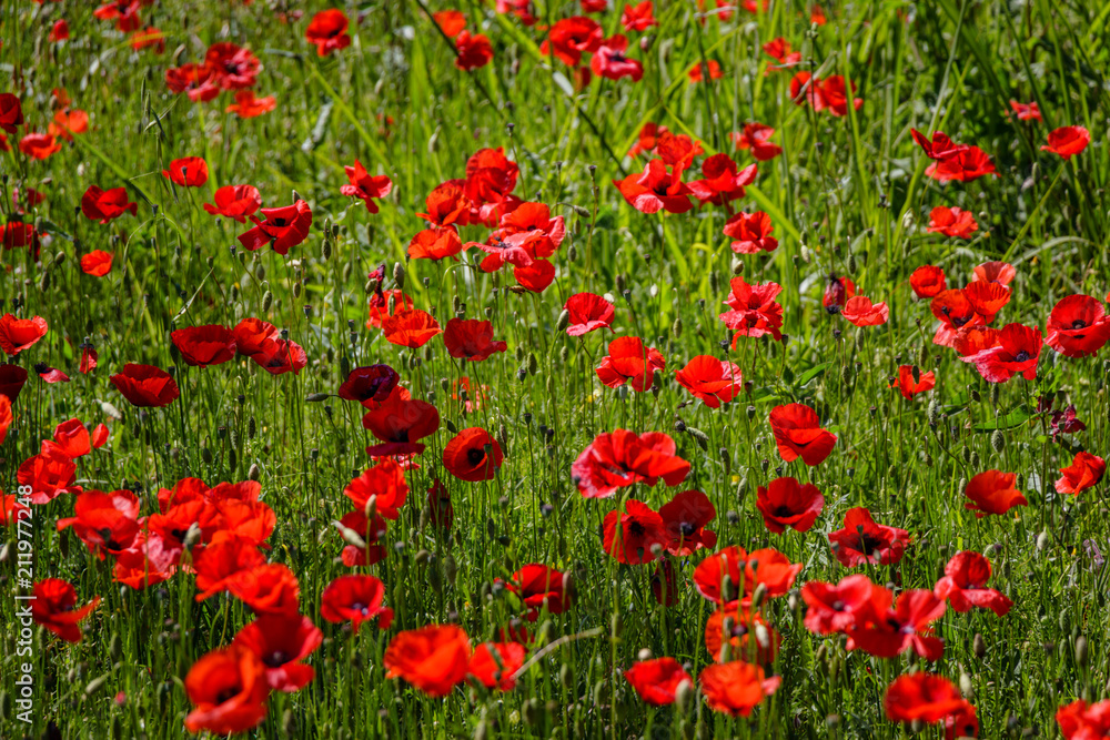 A beautiful field of poppy flowers on the island of Elba in Tuscany. Taken on a wonderful day in spring when the nature of the whole island flourishes