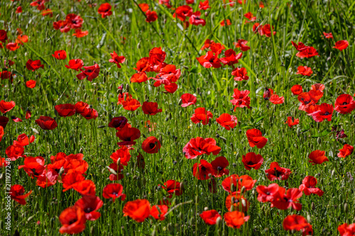 Fototapeta Naklejka Na Ścianę i Meble -  A beautiful field of poppy flowers on the island of Elba in Tuscany. Taken on a wonderful day in spring when the nature of the whole island flourishes