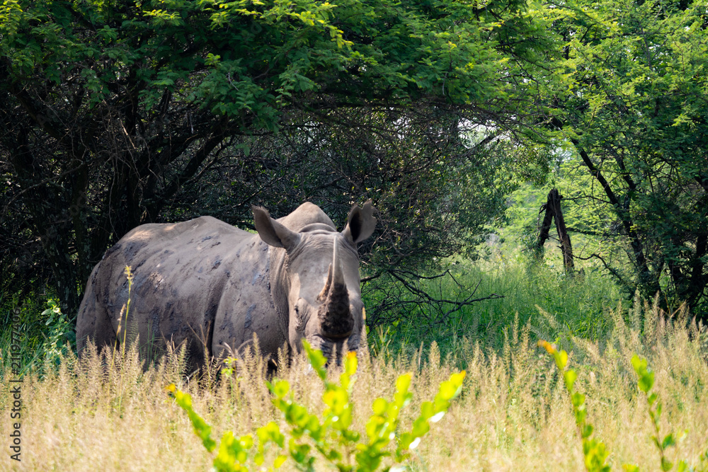 Amazing Wildlife Safari Experience at a Game Reserve in South Africa :  White Rhinoceros, one of African Big five game or the five most dangerous  animals to hunt. Stock Photo | Adobe Stock