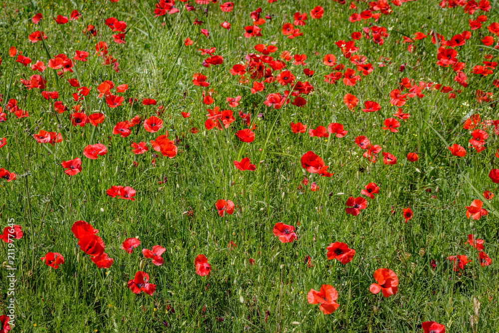 A beautiful field of poppy flowers on the island of Elba in Tuscany. Taken on a wonderful day in spring when the nature of the whole island flourishes