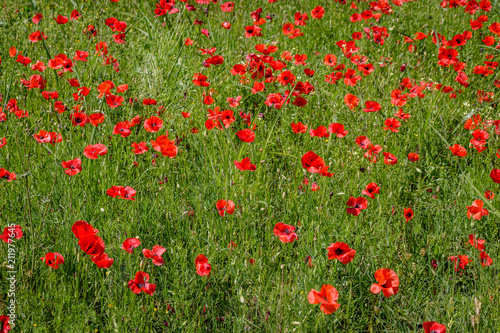 Fototapeta Naklejka Na Ścianę i Meble -  A beautiful field of poppy flowers on the island of Elba in Tuscany. Taken on a wonderful day in spring when the nature of the whole island flourishes