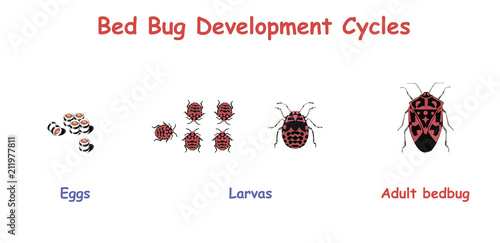 Bed Bug Development Cycles. Education vector illustration.
