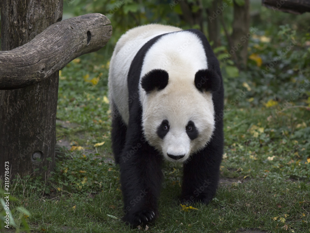 Panda bear Panda bear