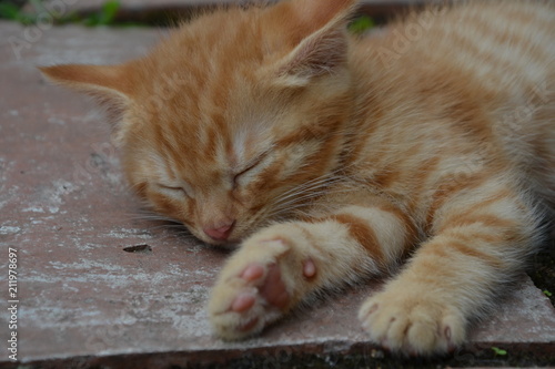 chaton