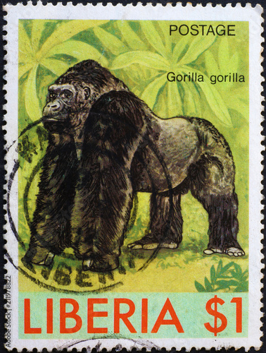 Western gorilla on postage stamp of Congo