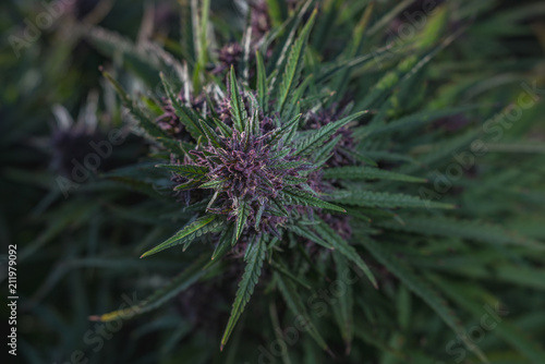 Outdoor Cannabis Flowers