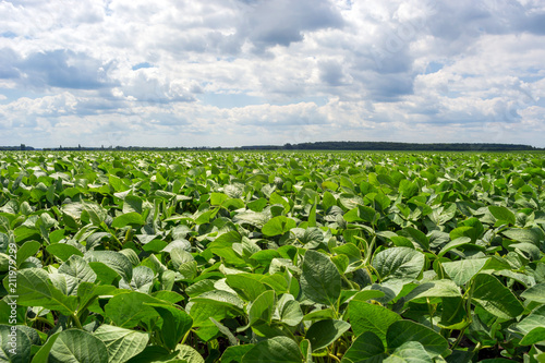 field of green soybean in the period of flowering. Clean from diseases and pests  healthy plants. Punctured seeds