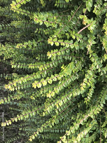 plantes