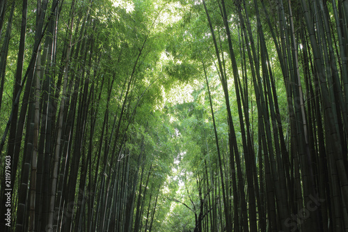 京都 嵯峨野の竹林