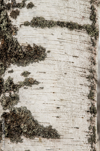 smooth birch bark with moss