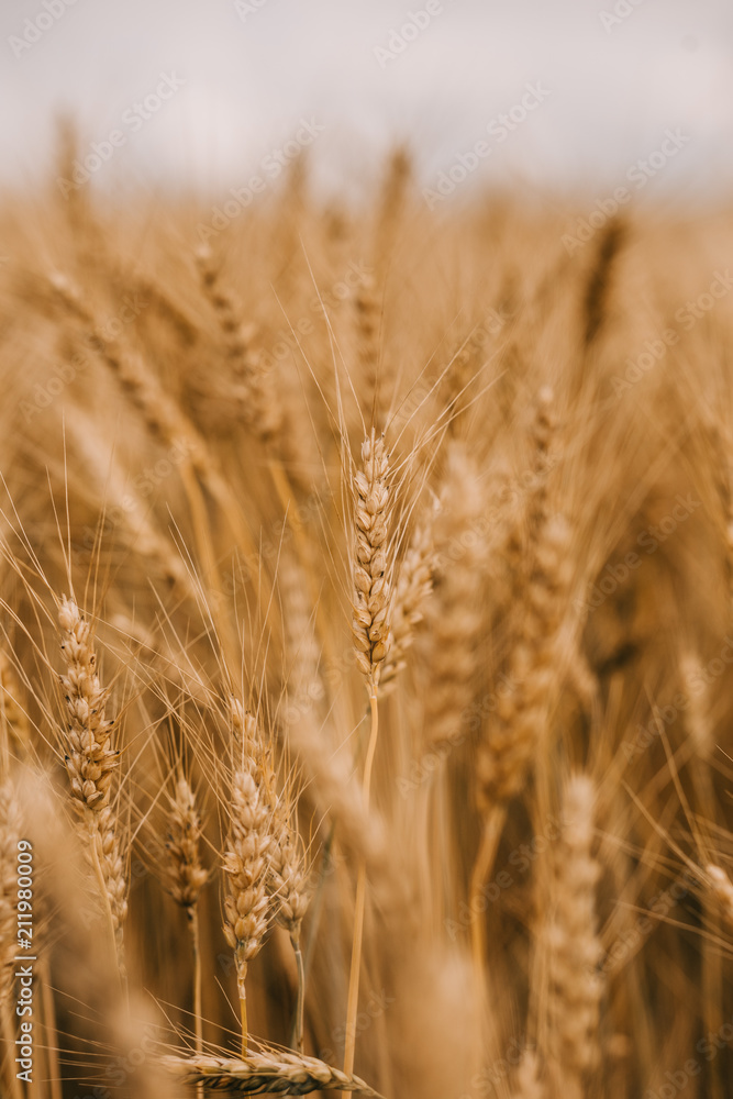 Ripe wheat cereals golden field agricultural crops Ripe wheat cereals golden field agricultural crops