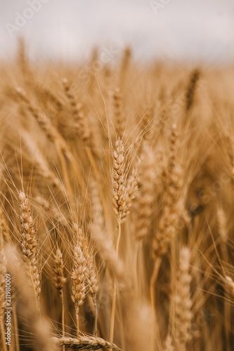 Ripe wheat cereals golden field agricultural crops