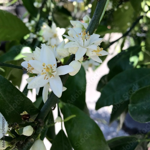jasmin