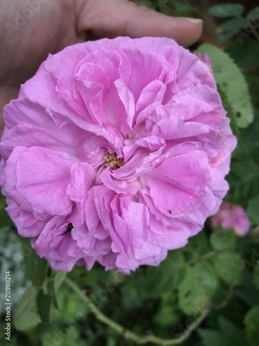 rose