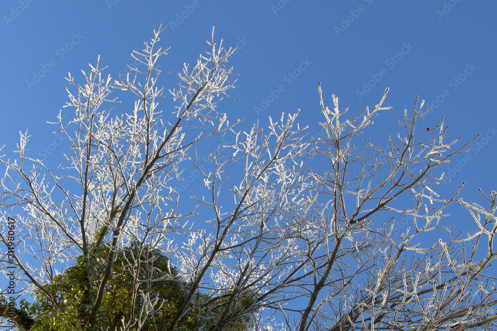 Iced Branches on blue sky Background