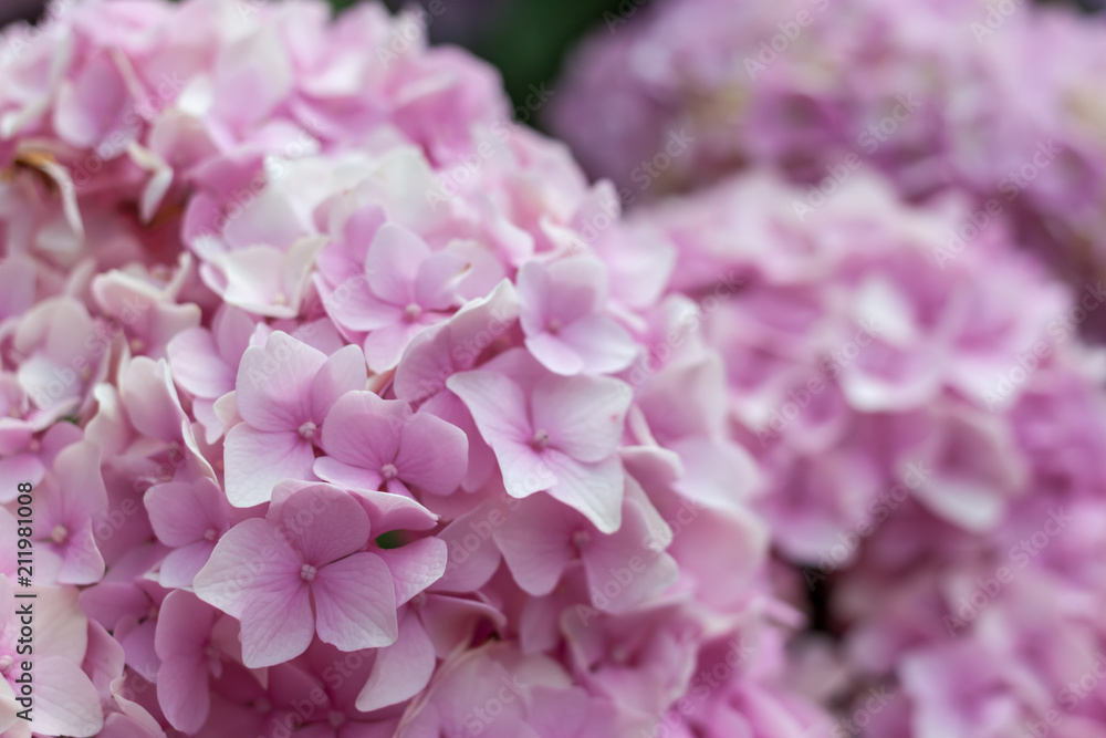 selective focus macro colorful blooming hydrangea selective focus macro colorful blooming hydrangea
