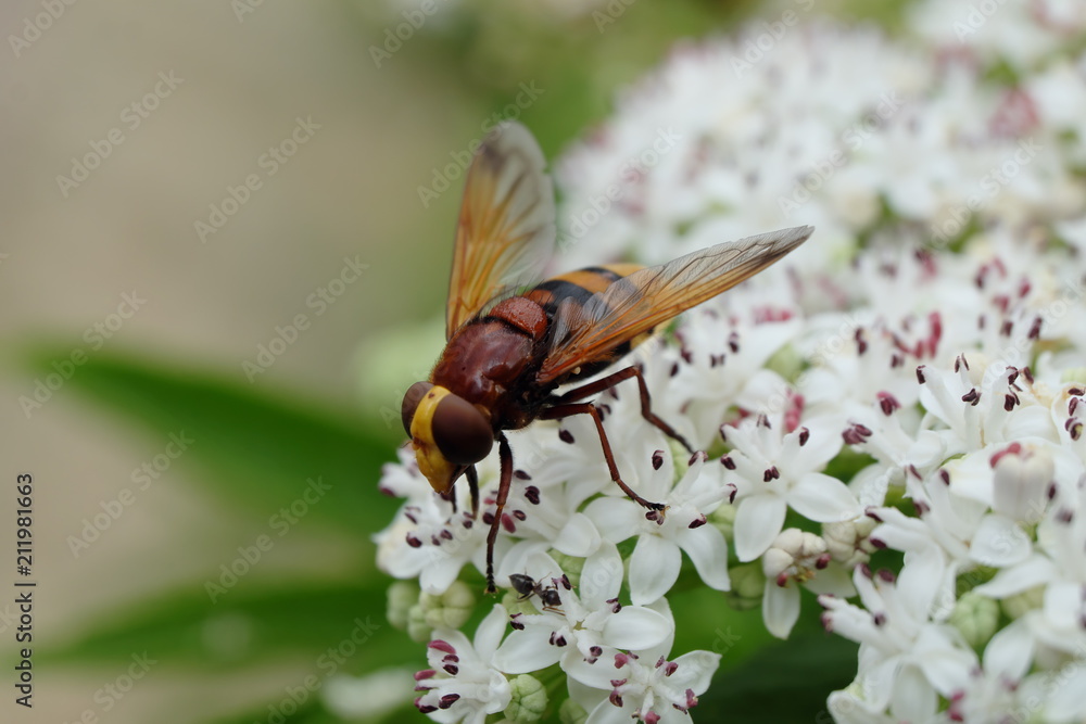 Insekt - Hornissen-Schwebfliege - Stockfoto Insekt - Hornissen-Schwebfliege - Stockfoto