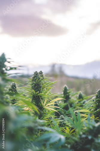 Outdoor Cannabis Flowers