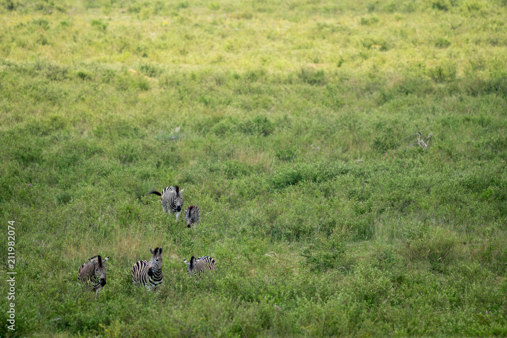 Steppenzebra (Equus quagga), Südafrika, Afrika Steppenzebra (Equus quagga), Südafrika, Afrika